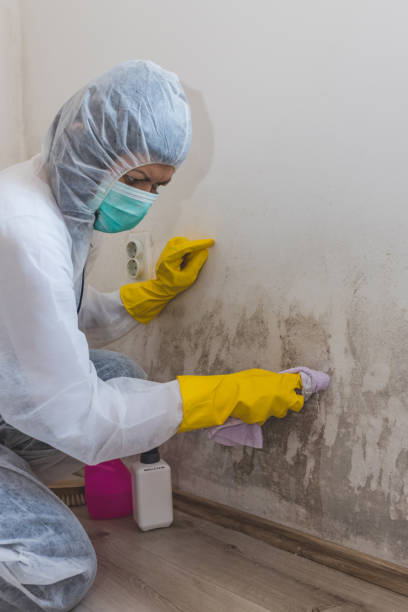 Best Black Mold Removal  in Benton, KY