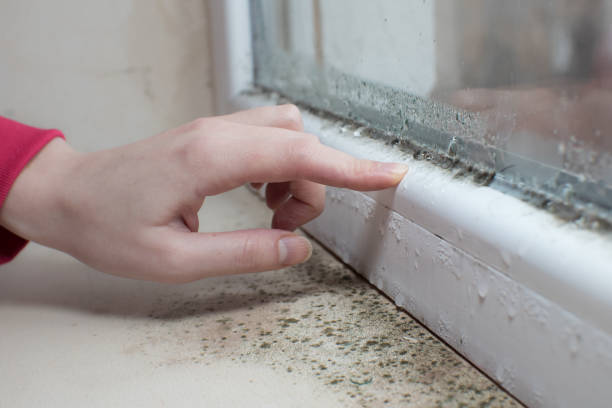 Best Industrial Mold Remediation  in Benton, KY
